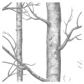 Tapeta drzewa White detal 2.jpg