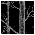 Tapeta drzewa Black detal 2.jpg